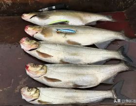 價值48元1斤的鱤魚，養殖戶都不敢養的魚，為何成為釣手的最愛？