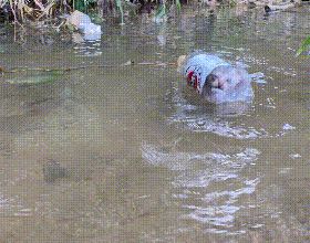 河中飄著塑膠瓶，裡面裝著1只貓，男子將貓救了起來：為了拍影片
