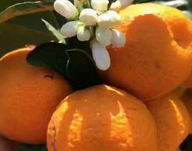 盆栽柑橘想結果，只需5個步驟，養好了就能結出“金元寶”