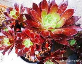 終結球荒後C羅社媒發文：重回正軌，紅魔衝鴨