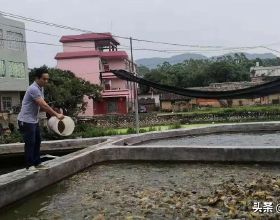 42歲的農村人，憑啥用20平方米的魚池，養殖出7000斤塘角魚