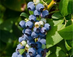 德雷珀藍莓苗品種特點，北高叢德雷珀藍莓苗哪裡有