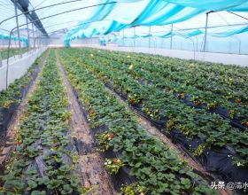 泡沫箱種花、種菜有毒？您使用過泡沫箱種植過嗎？