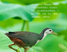 藍山縣雷家嶺：鵝鳴聲聲號新春