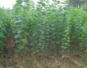 華為拿出 350 億分紅，人均 30 萬；程式設計師用程式碼實現冰墩墩 &vert; AI 週報