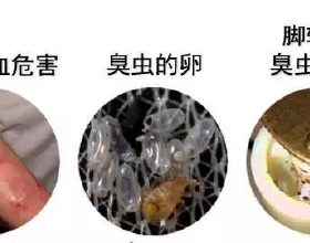 33&plus;8&plus;6！詹姆斯連續23場比賽25&plus;並列歷史第12，看看前11的場次