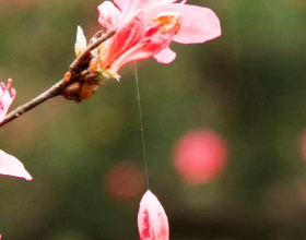 上海植物園林蔭花道即將“上新”~林下空間更“靚”了