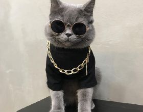 一週晚餐食譜，7道家常菜，有肉有菜有主食，適合上班族