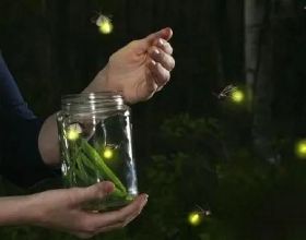 螢火蟲為什麼會發光，螢火蟲發光原理揭秘