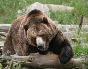 熊類明明實力很強，為什麼還會經常被老虎獵殺？