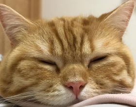 日本網友分享自家貓咪洗臉的照片，又萌又好笑，治癒不開心