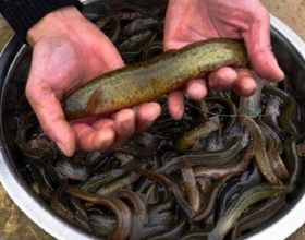 80後小夥用另類養殖技術輪養蝦鰍，年收入70多萬