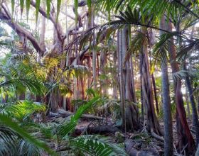 科學家稱在熱帶森林中可以找到“人類世”的深厚根基