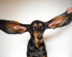 耳朵最長的狗、腳最大的少女……2022吉尼斯世界紀錄大全出爐