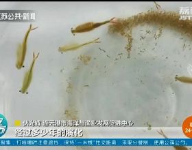 江蘇發現仙女蝦，2億年曆史與恐龍同時代，卵被開水煮後仍能孵化