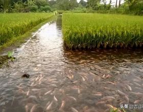 廣西稻田養魚模式下的水稻栽培技術要點