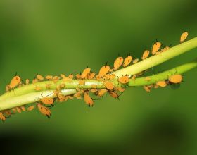 種蔬菜時，在苗穴裡撒一把藥粒，後期薊馬、蚜蟲都很少，怎麼做？