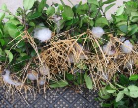 萌哭！20張圖告訴你動物幼崽究有多可愛