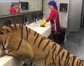 大老虎洗手間喝水，保潔阿姨旁若無“虎”，網友：她是母老虎