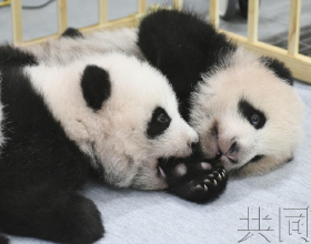 日媒：上野動物園遊客翹首期盼大熊貓雙胞胎亮相
