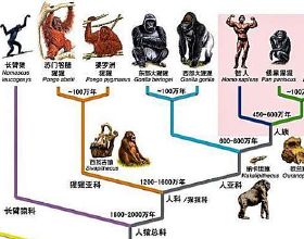 巴拿馬猴已經進入石器時代，有可能威脅到人類的霸主地位嗎？