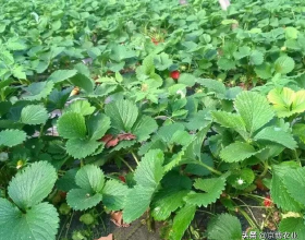 草莓定植成活後該如何管理？