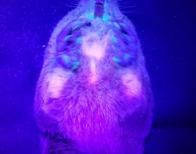 科學家發現袖珍地鼠也具有紫外生物熒光特性