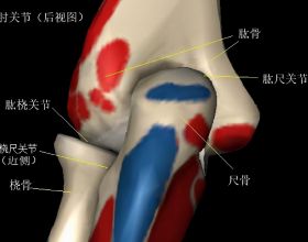 “虎”竟然是計量單位？貓師傅為啥不教老虎上樹？虎年冷知識走起