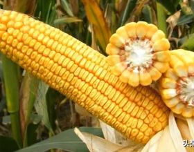 這個玉米品種連續5年表現好，高抗鏽病又抗倒，適合在哪裡種植