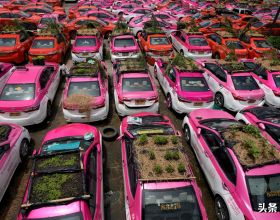 泰國2500輛閒置計程車頂驚現迷你“花園”：疫情之下的無奈之舉