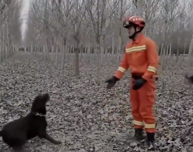 成為搜救犬有多難？爬障礙、鑽廢墟，每天訓練8小時！紀錄片
