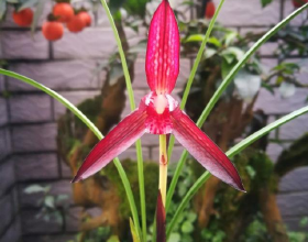 錢沒少花，人沒少買，主帥請了蘭帕德，怎麼埃弗頓還是要降級？