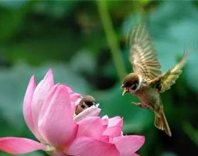 純種的&OpenCurlyDoubleQuote;英短貓&rdquo;，有這些特徵，一眼便可以看出來