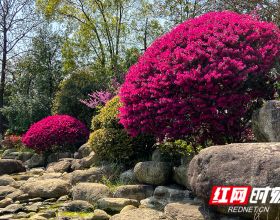 倒計時5天！湖南省花木博覽會將於10月15日在石燕湖景區開幕
