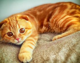 舒泰神(300204.SZ)：STSA-1002注射液I期臨床試驗（國內）完成首例受試者給藥