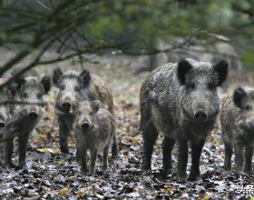 中國野豬超百萬頭，區域性氾濫仍要保護，這麼多野豬該怎麼處理？