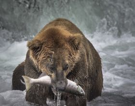 俄羅斯釣翁一鉤釣著一頭大棕熊，原來是棕熊把他扯下了湖岸邊