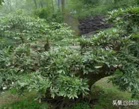 盆景的極佳樹種：中華蚊母