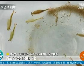 連雲港東海：兩億多歲“仙女蝦”現身 與恐龍同時代