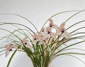 房價能不能跌？會不會跌？