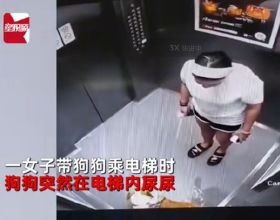 寵物狗在電梯內尿尿，被主人腳踢，隨後做法讓人狂贊