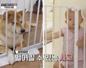 錄製中斷，韓國夫婦把會攻擊寶寶的柴犬一起養，MC生氣走人