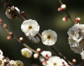 中國冬奧，是一部國家發展史