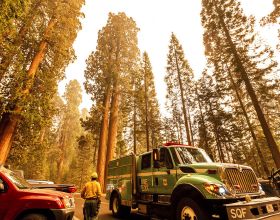 加州紅杉國家公園遭遇野火 4棵巨型紅杉倖免於難