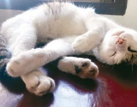 剛需看過嫌貴 改善看過不心動 東壩德賢御府 的問題出在哪？