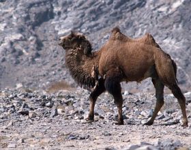 保護野駱駝，從衛星定位開始 | 觀天測地