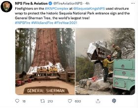 加州紅衫國家公園野火延燒，世界最大樹木穿上“防火衣”