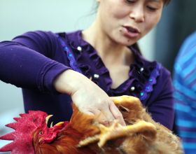 農村養雞技術——傳統閹大公雞閹小公雞有啥區別？如何區分？
