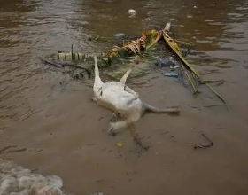 臺版《我家浴缸二三事》，男主沙雕，美人魚顏值一般