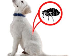 9個方法除掉狗狗身上的跳蚤